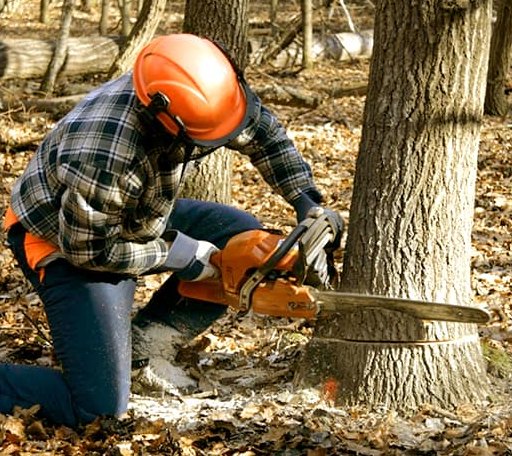 Tree Removal in Camden, SC